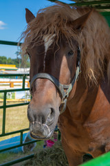 Horses in the paddocks on a sunny day