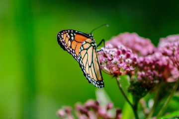 Closeup of an orange and black monarch butterfly on a pink milkw