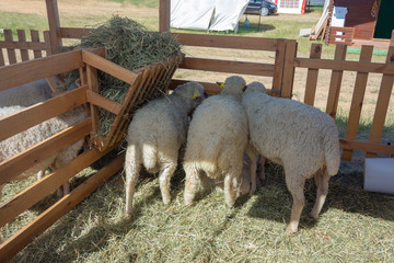 Sheep in a wooden paddock on a sunny day