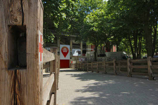 Tajinastes y alhel&iacute;es con el volc&aacute;n del Teide de fondo	