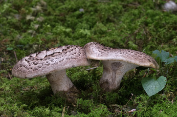 Sarcodon imbricatus in the wet spruce forest. Commonly known as the shingled hedgehog or scaly hedgehog. Natural environment.