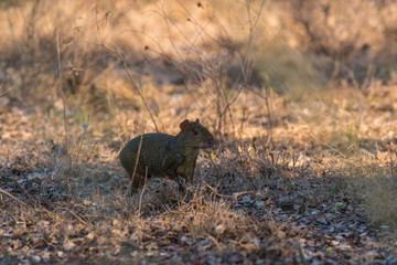 Azara's agouti ,Dasyprocta azarae, Pantanal , Brazil