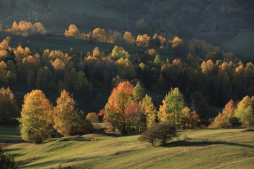 Autumn forest nature. Vivid morning in colorful forest with sun rays through branches of trees. Scenery of nature with sunlight.savsat/artvin/turkey