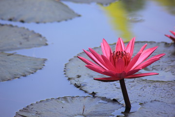 Pink lotus flowers in pond.