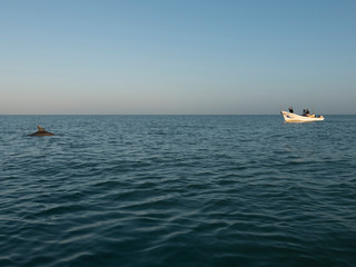 Observation of wild dolphins in Mexico
