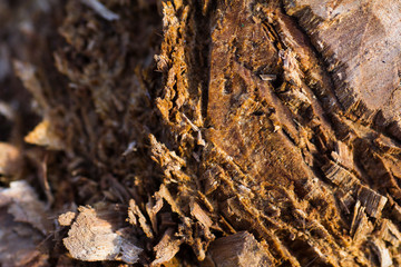 Cross section of the tree