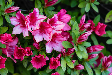 Pink azalea blooms in spring