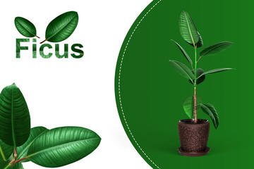 Ficus elastica template design. Potted plant isolated. Logo
