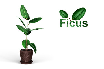 Ficus elastica template design. Potted plant isolated. Logo