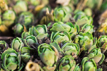 Germination of flowers