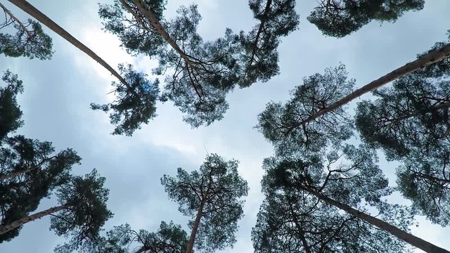 Old pine trees (pinery) sway in wind against sky. Trunks of trees swaying, hissing of wind in branches.