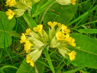Cowslip