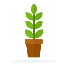 Home plant with leaves and a stem in a pot flat isolated