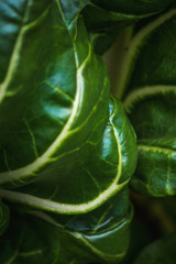 Large view in the vicinity of fresh and juicy green leaf lettuce