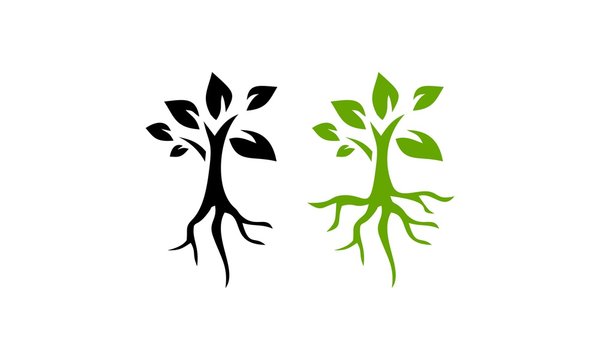 Root Seed Plant Vector
