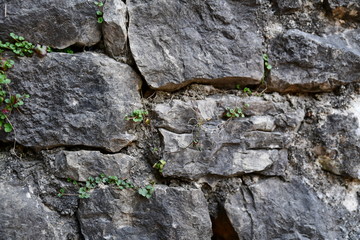 stone wall and green ivy on it