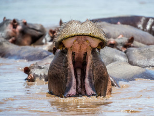 Hippo in water with wide open mouth. East Africa. Tanzania. Serengeti National Park