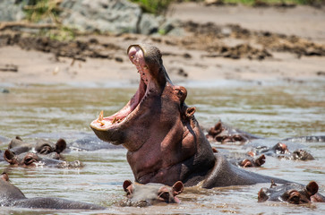Hippo in water with wide open mouth. East Africa. Tanzania. Serengeti National Park