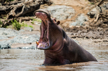 Hippo in water with wide open mouth. East Africa. Tanzania. Serengeti National Park