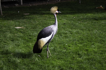 Heron in park