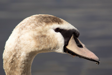 łabędż © Henryk Olszewski