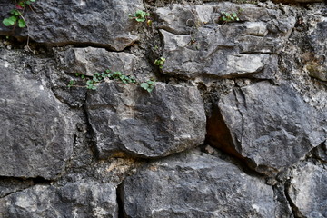 stone wall and green ivy on it