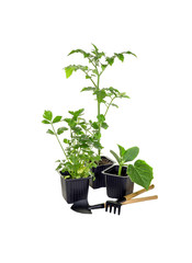 Seedlings on a white background close-up