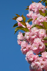 Branch of pink cherry blossoms against the blue sky. Sakura