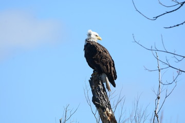 Eagle on Perch