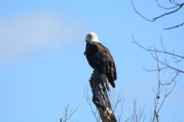 Eagle on Perch