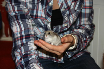 hamster