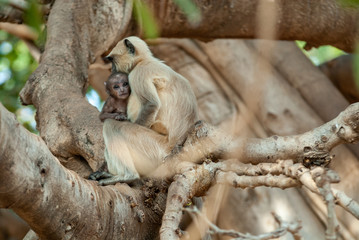 Hanuman langur in Ranthambhore National Park, India