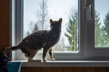 Cat sits on the windowsill and looks out the window with curiosity with raindrops on the glass, against the background of the forest, in a rustic wooden house, on a cloudy spring day.