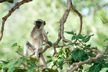 Hanuman langur in Ranthambhore National Park, India