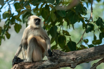 Hanuman langur in Ranthambhore National Park, India