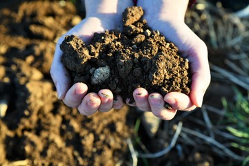 heart soil on the palms