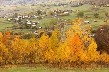 Autumn forest nature. Vivid morning in colorful forest with sun rays through branches of trees. Scenery of nature with sunlight.savsat/artvin/turkey