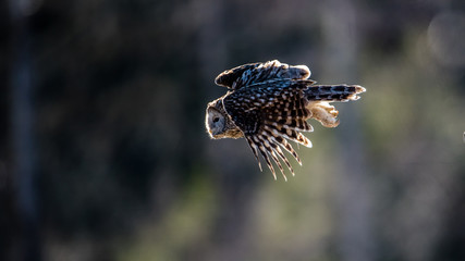 Ural owl flying against the light to catch a prey