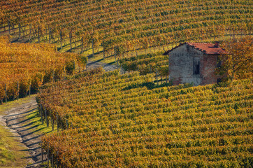 Autumn walk after harvest in the hiking paths between the rows and vineyards of nebbiolo grape, in...
