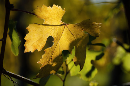 Nebbiolo grape variety leaves after autumn and harvest in the vineyard of the Barolo Langhe region, in Piedmont, most important and famous wine district of italy