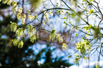 spring on the trees