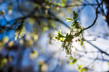 spring on the trees