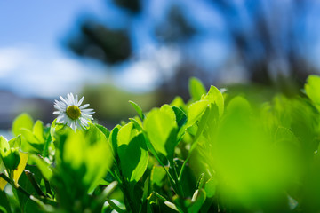 spring daisy over a green bush