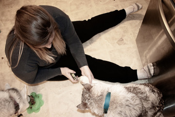 women doing siberian husky nails. Clipping a dog's claws concept,