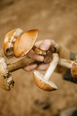 Picking mushrooms and cranberries in forest in the summer or early autumn. Summer days. Mushrooms and berries are growing in warm green, thick, wet moss layer.