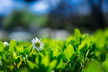 Obraz premium spring daisy over a green bush