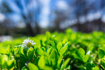 Fototapeta na wymiar spring daisy over a green bush