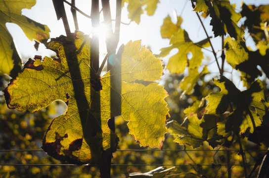 Nebbiolo grape variety leaves after autumn and harvest in the vineyard of the Barolo Langhe region, in Piedmont, most important and famous wine district of italy