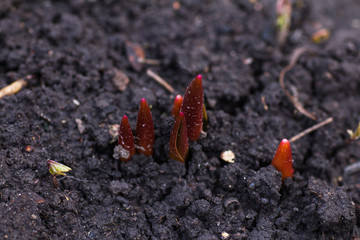 The germination of tulips in the garden