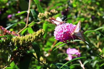 box tree moth butterflies eating nectar on the flowers of a butterfly-bush.  Cydalima perspectalis  is an invasive species destroying boxwood .